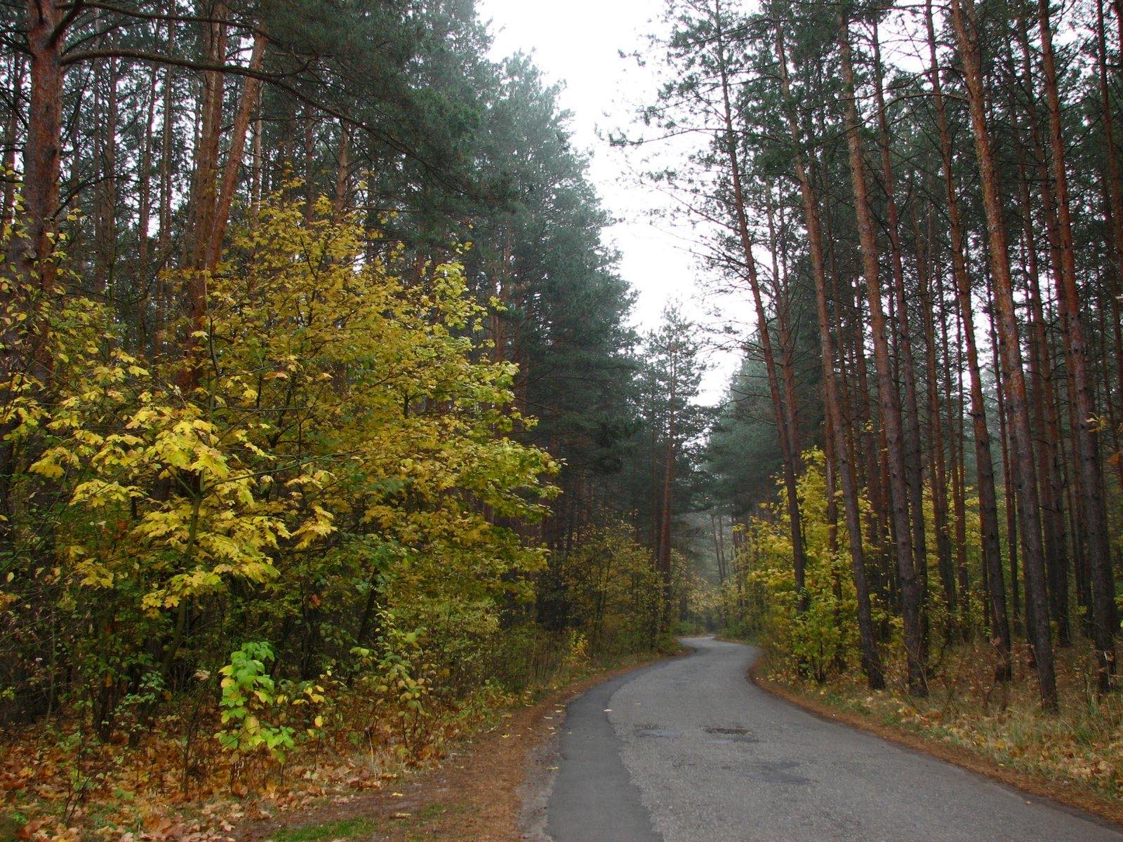 Дорога через осінній ліс